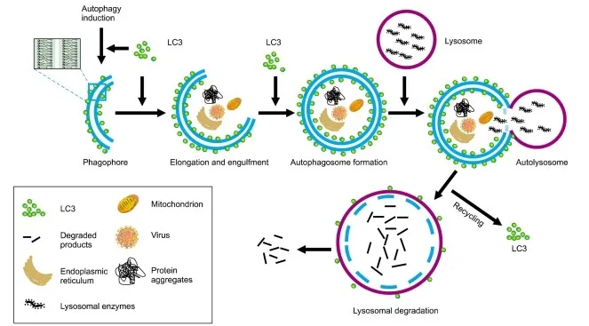 autophagy